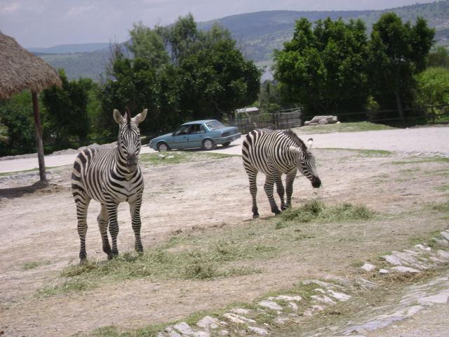 Africam Safari